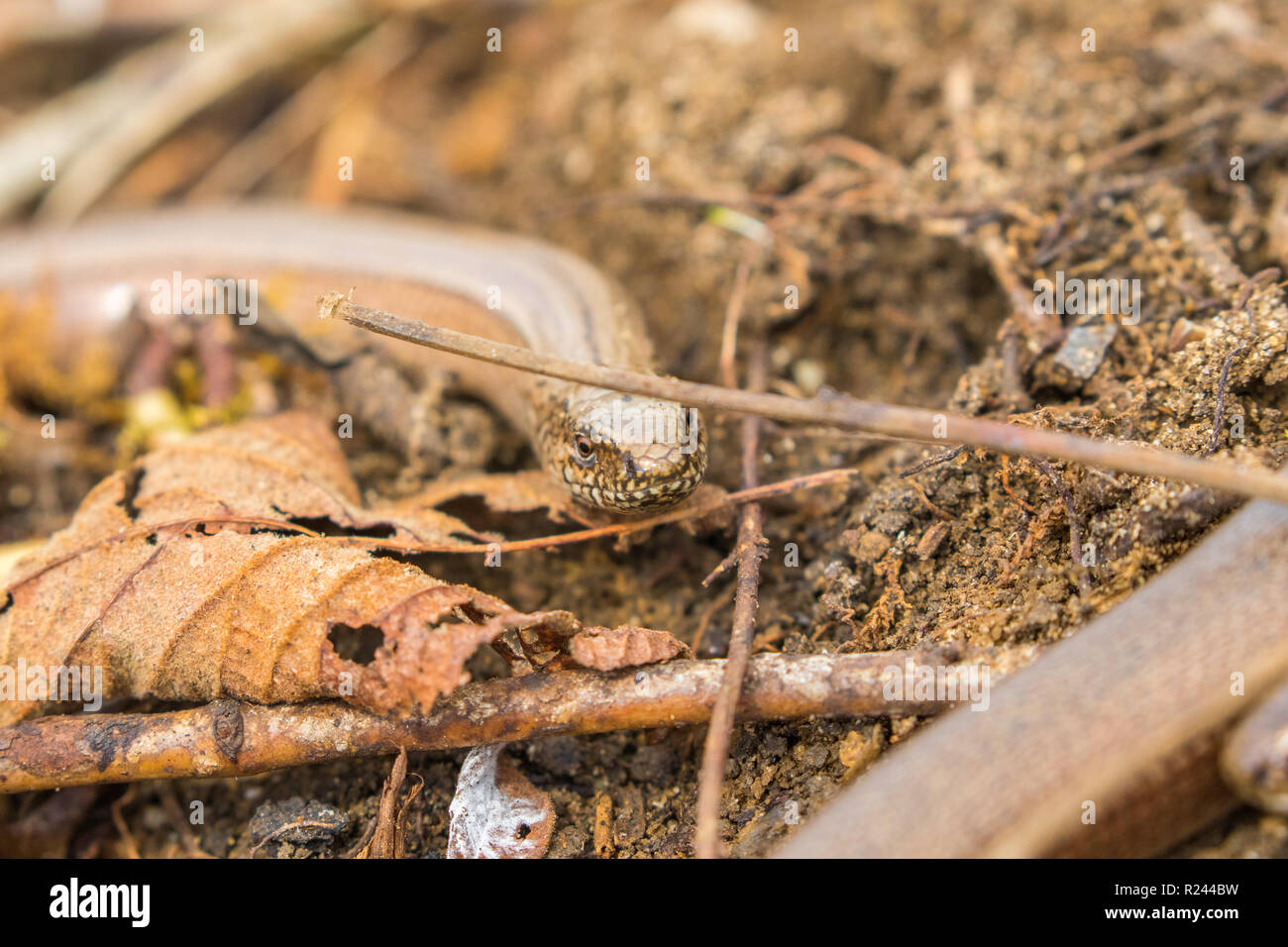 2 Slow Worms (Anguis fragilis) Legless Lizard Stock Photo