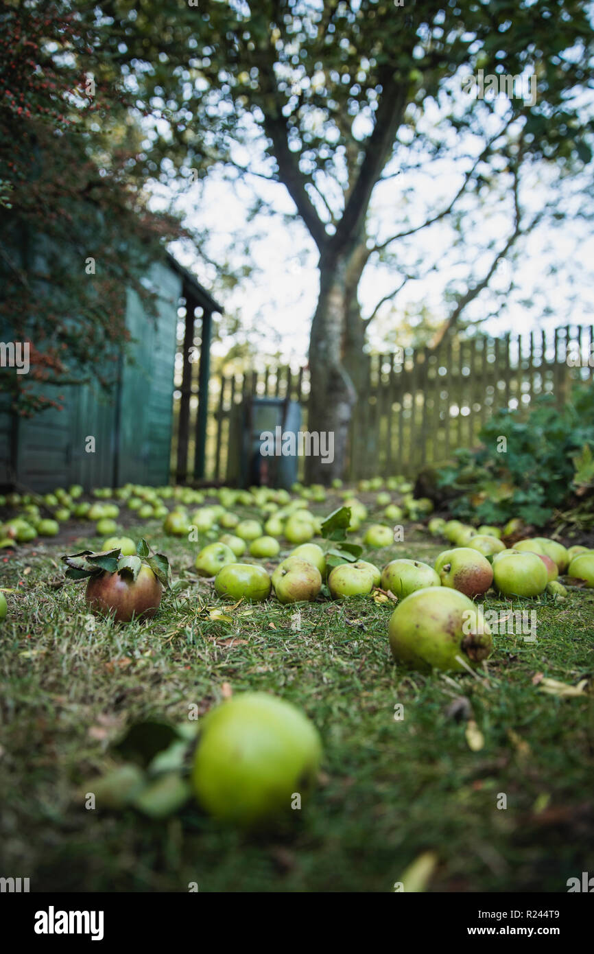 A close-up selective focus shot of freshly fallen green apples lying in a back yard below a tree. Stock Photo