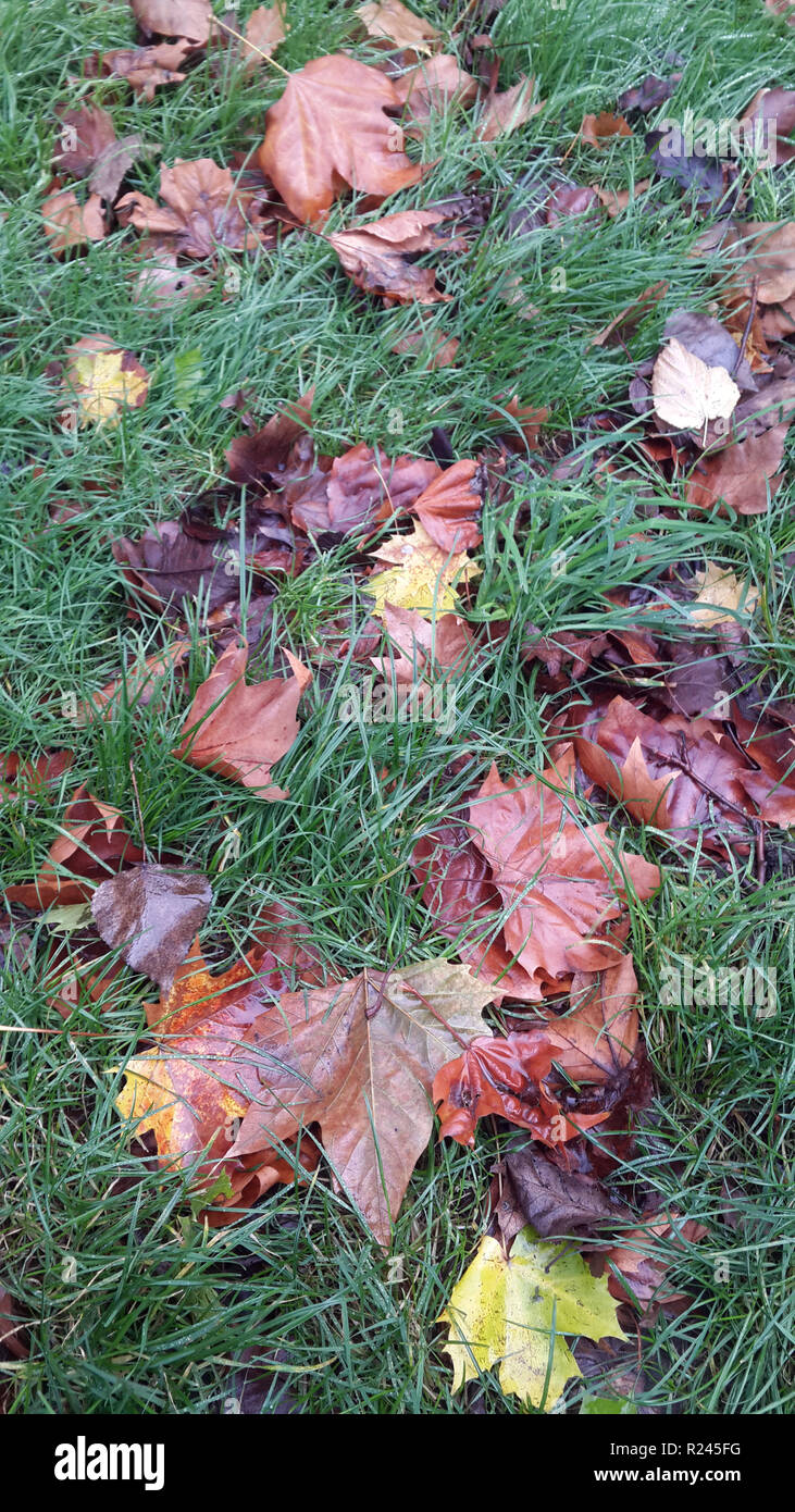 Wet autumn leaves on grass hi-res stock photography and images - Alamy