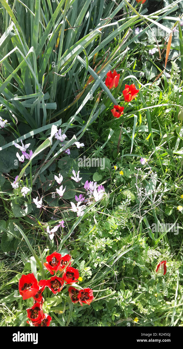 Cyclamen flowers and Poppy flowers in a natural green meadow with other wildflowers Stock Photo