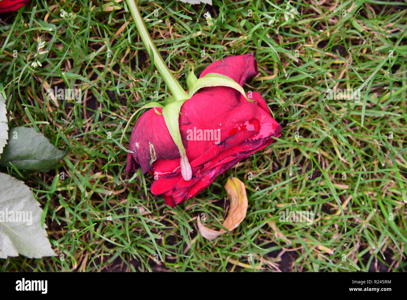 Wilting red rose on grass hires stock photography and images Alamy