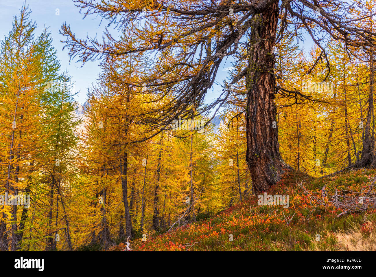 Autam Da larches forest view in an autumn da in Alpe Devero Stock Photo - Alamy