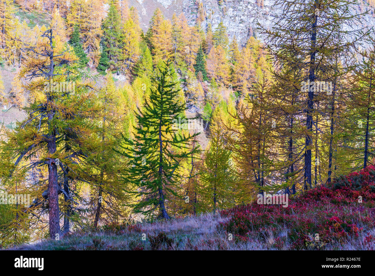 larches forest view in an autumn da in Alpe Devero Stock Photo - Alamy