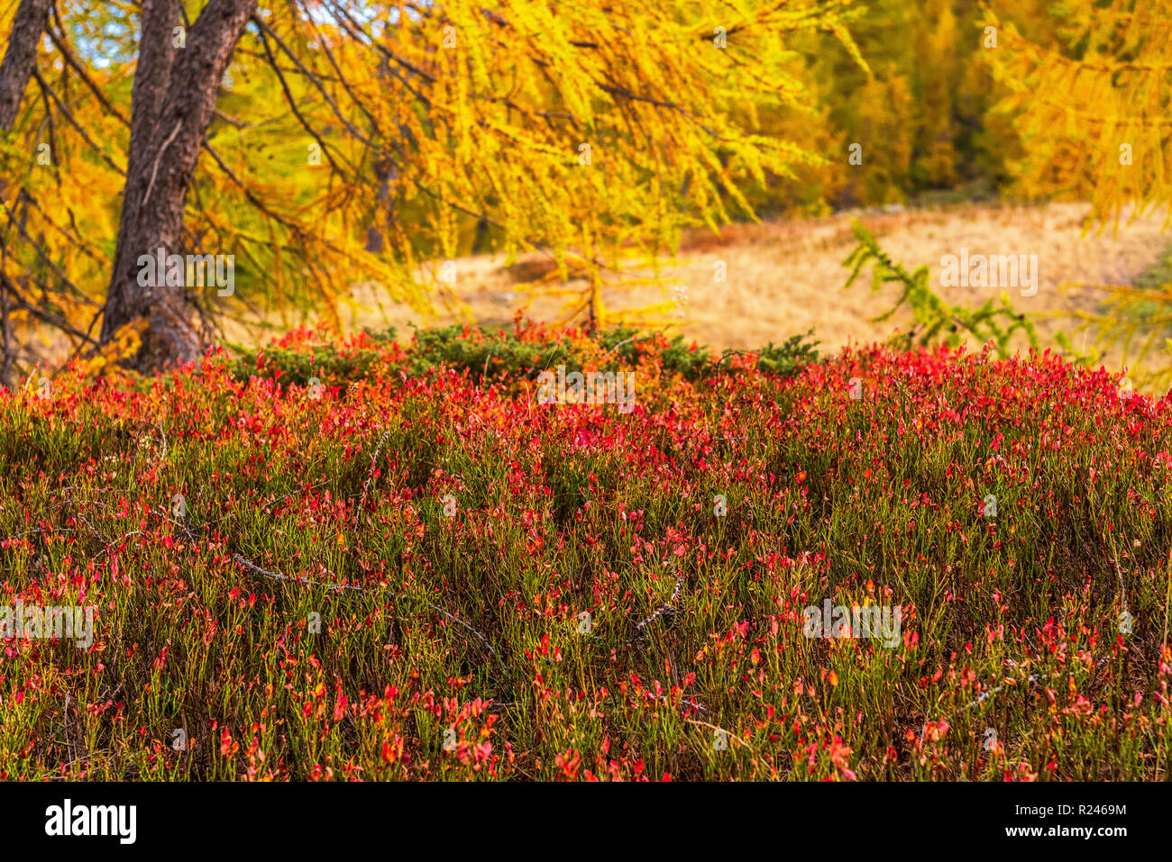 Autam Da larches forest view in an autumn da in Alpe Devero Stock Photo - Alamy
