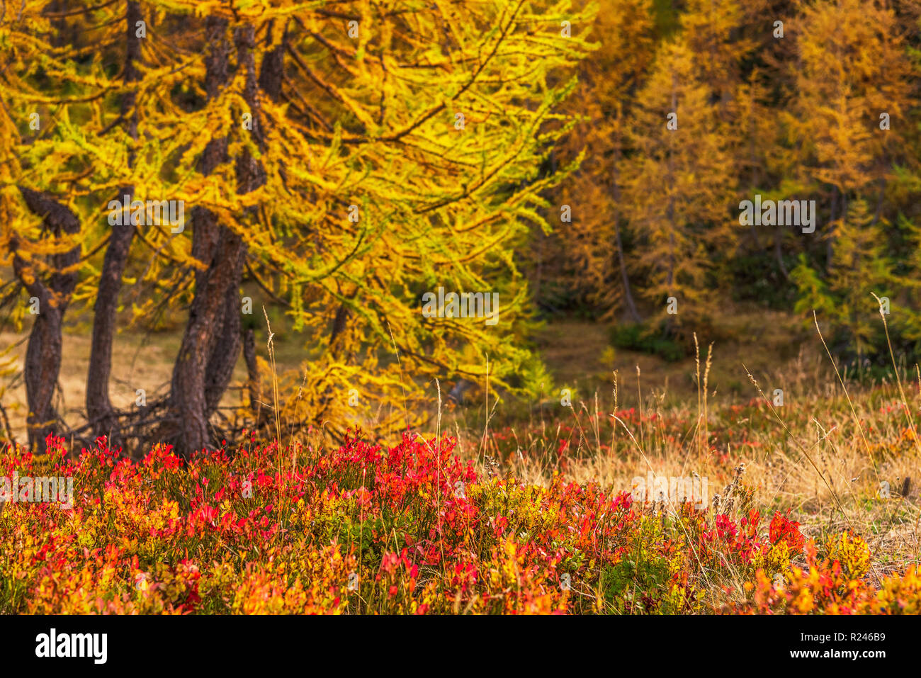 Autam Da larches forest view in an autumn da in Alpe Devero Stock Photo - Alamy