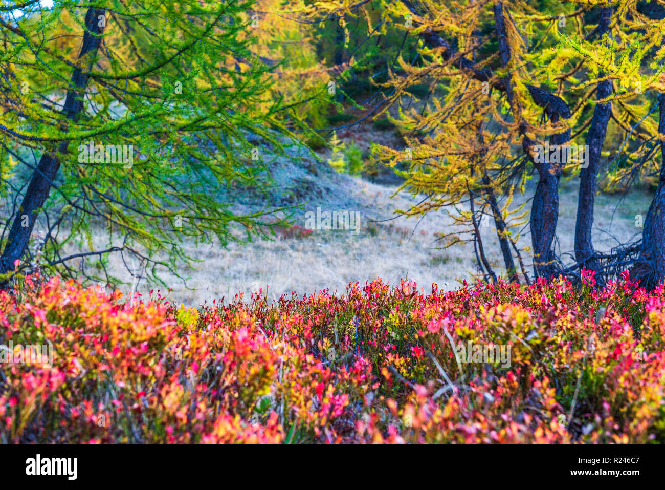 Autam Da larches forest view in an autumn da in Alpe Devero Stock Photo - Alamy