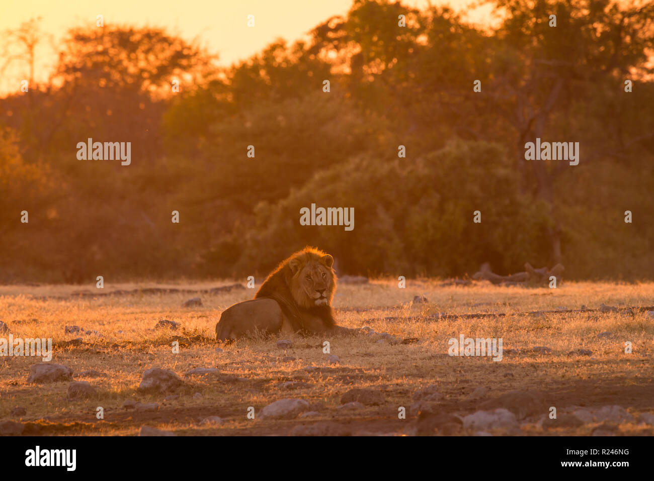 Male lion in Etosha National Park, Namibia Stock Photo