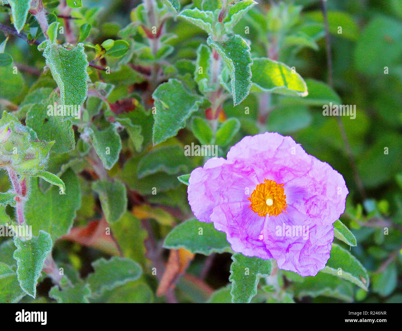 A pink cistus creticus flower in a green meadow - view from above Stock Photo