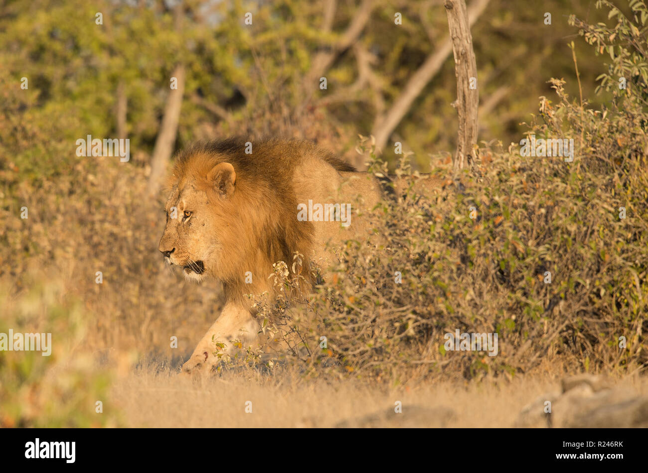 Mane lion hi-res stock photography and images - Alamy