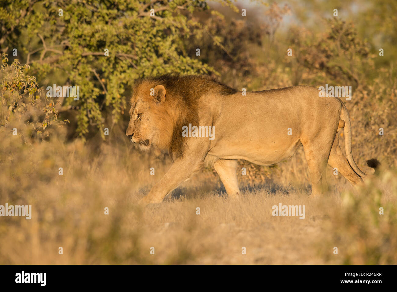 Mane lion hi-res stock photography and images - Alamy