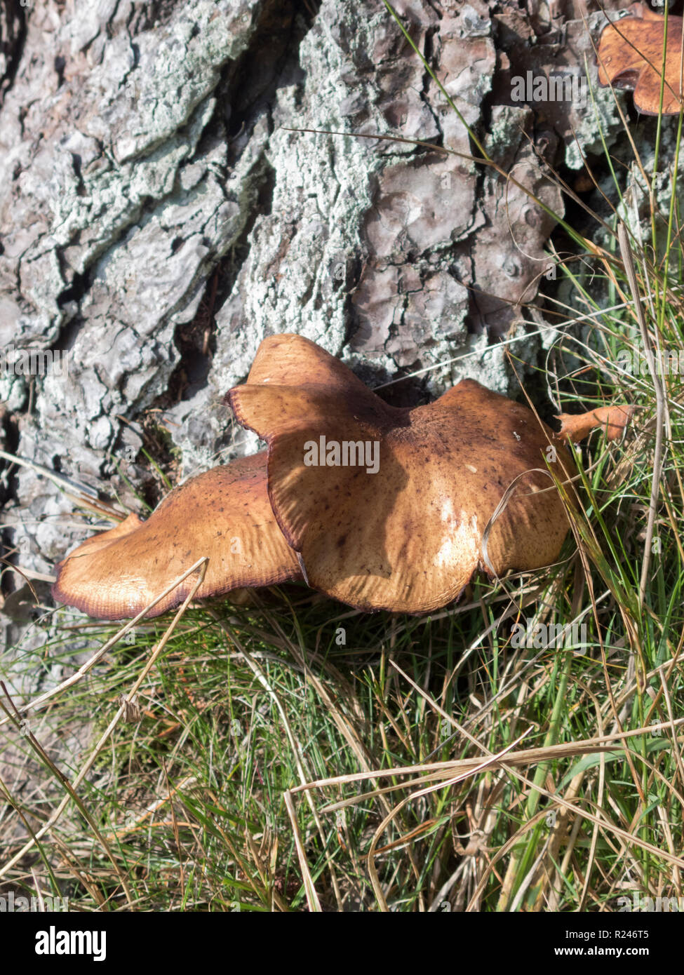 Birch Bracket Fungi Fruiting Body ( Piptoporus betulinus ) On A Silver Birch Tree Trunk Stock Photo