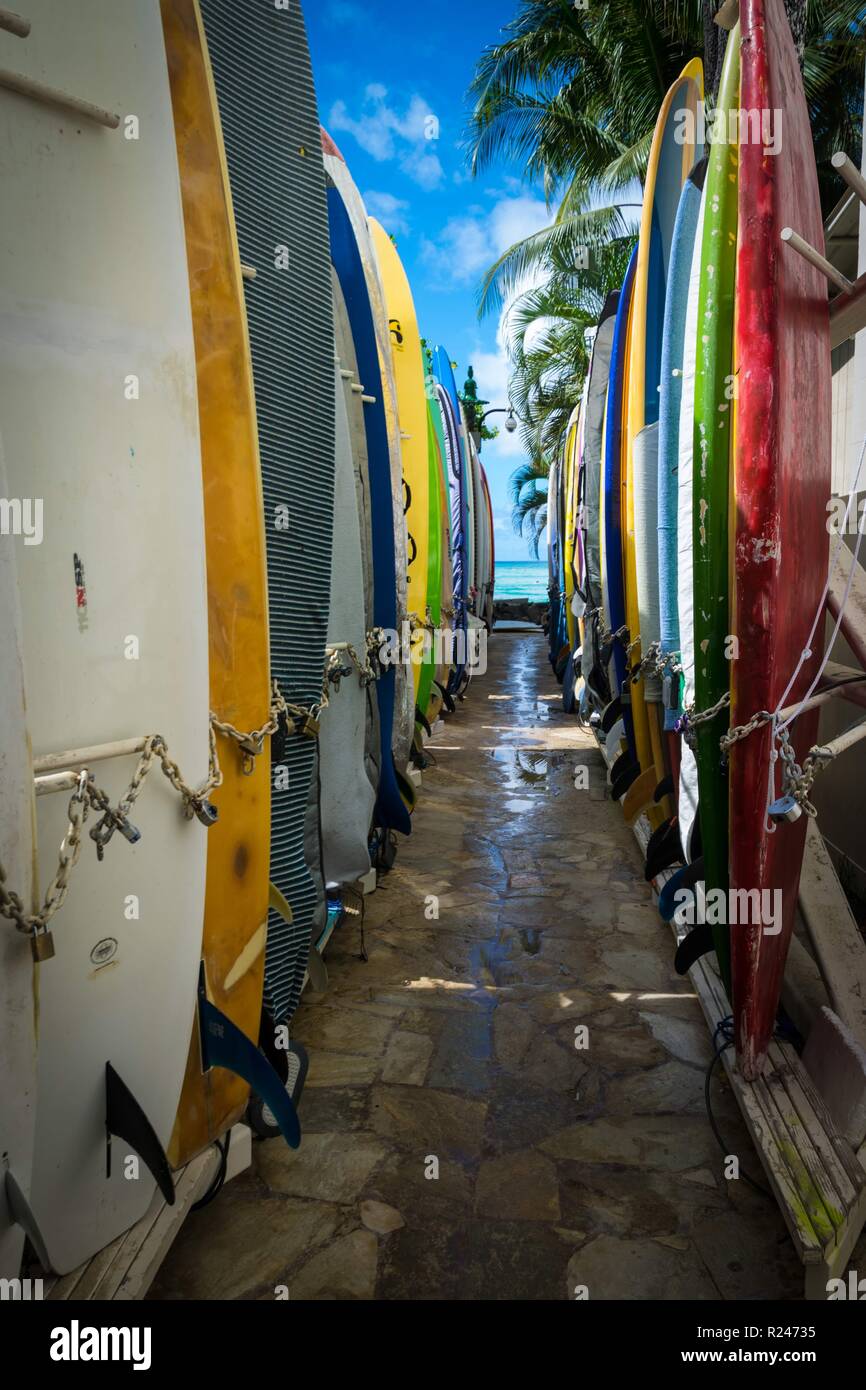 Surf boards palm trees hi-res stock photography and images - Alamy