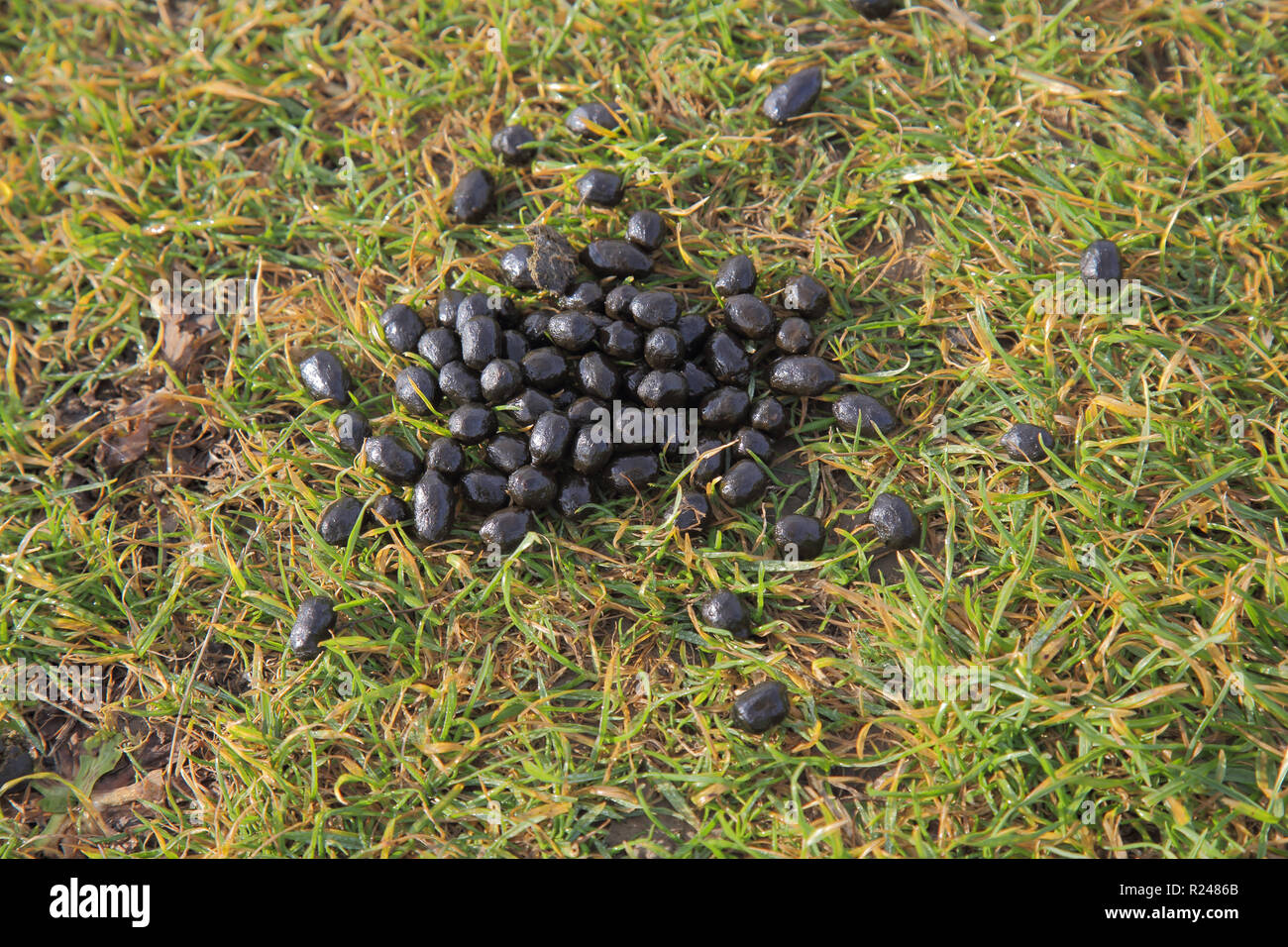Animal Droppings In Garden Uk 070