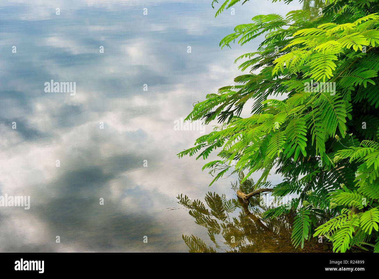 The green leaves of a Mimosa tree hang over the calm cloud reflecting
