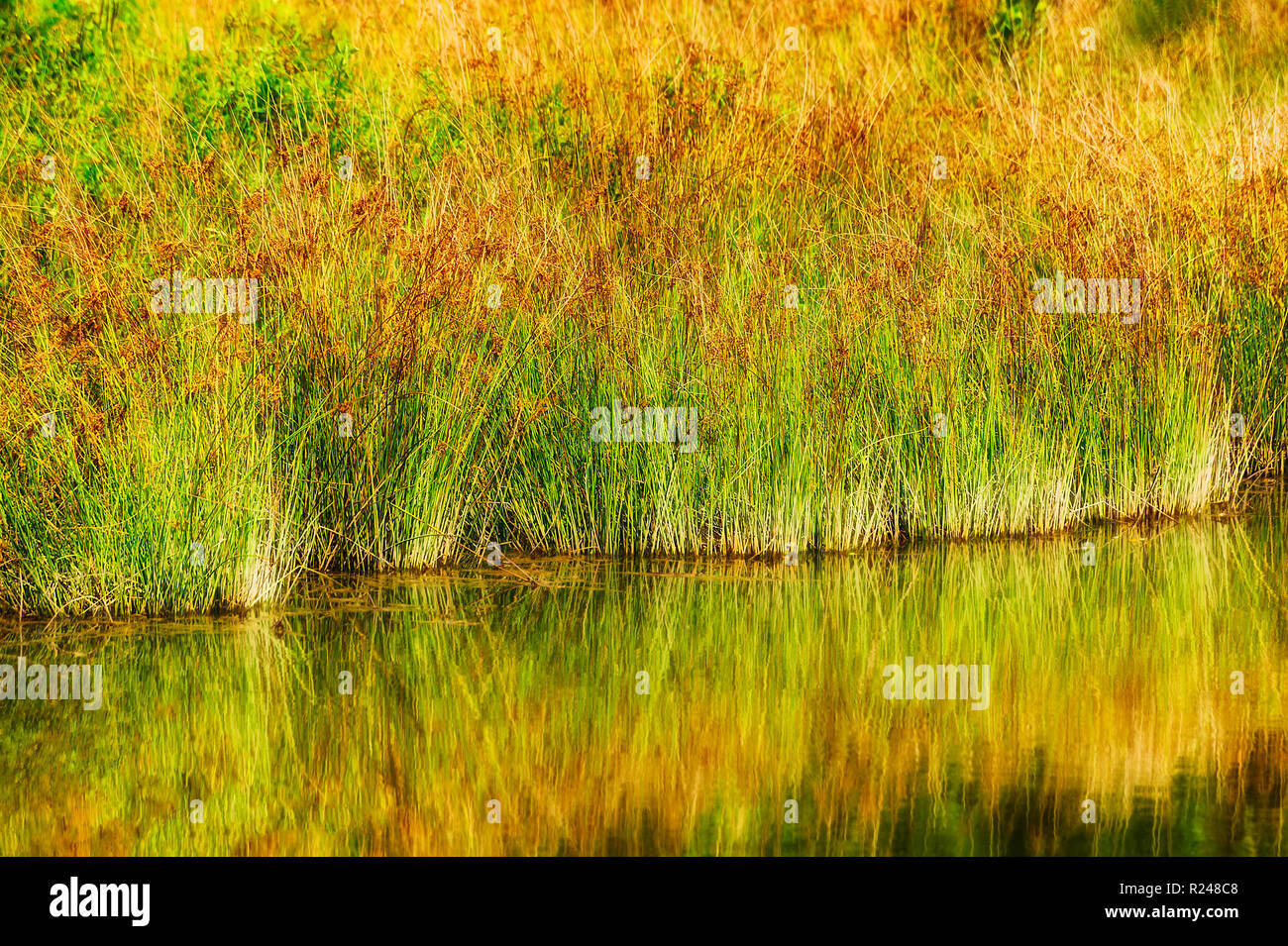 Nature background image of reed like closely bunched and lining the water's edge of a lake, their warm colors reflecting the in calm waters. Stock Photo