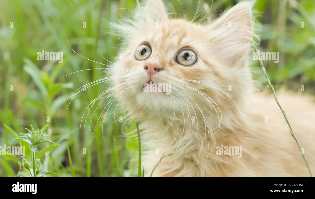 Ginger tabby little meows hi-res stock photography and images - Alamy