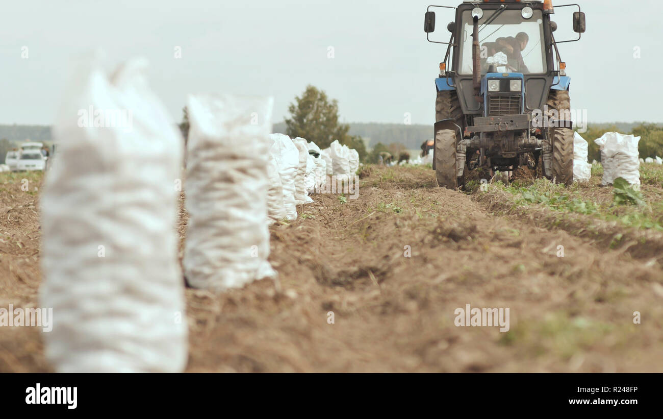 The tractor plows and digs out the carft. White full sacks of potatoes are standing in the field. Harvesting potatoes in the field. Stock Photo