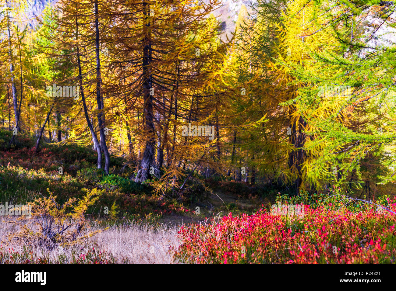 larches forest view in an autumn morning inside Alpe Devero Stock Photo ...