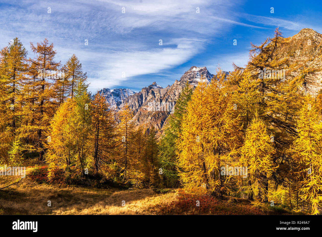 larches forest view in an autumn morning inside Alpe Devero Stock Photo ...