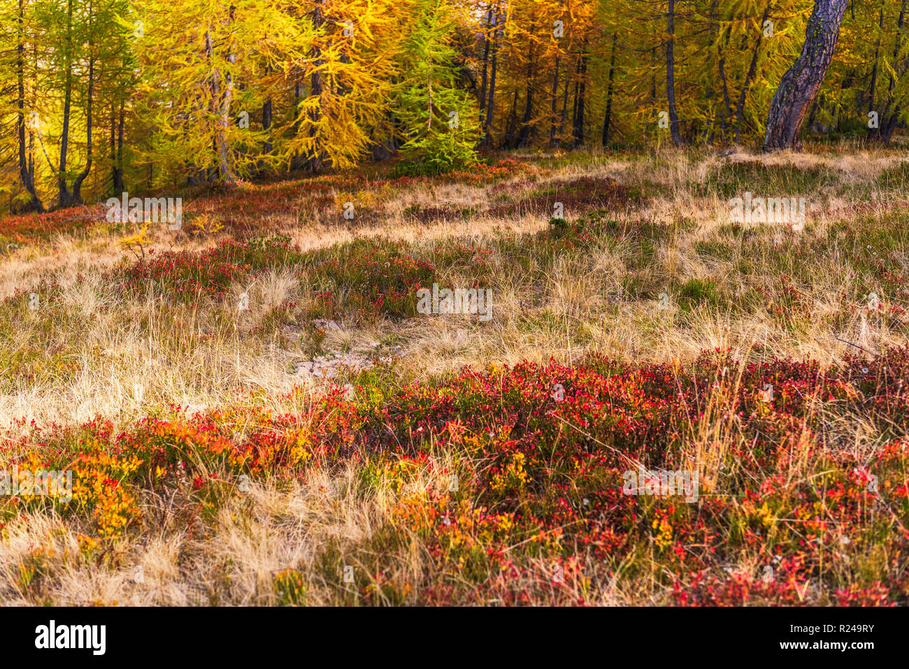 larches forest view in an autumn morning inside Alpe Devero Stock Photo ...