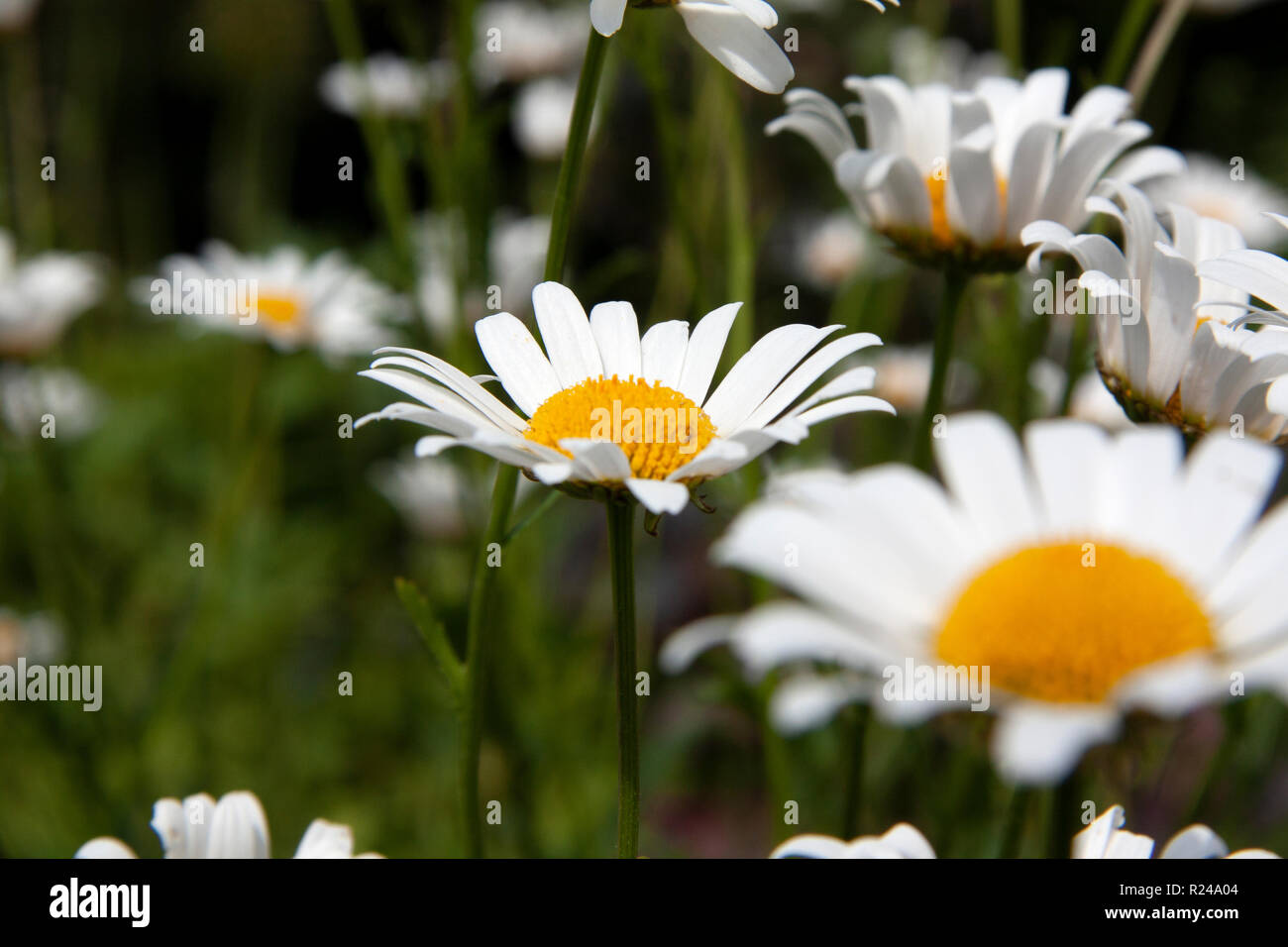White meadow daisy (pyrethrum) Stock Photo
