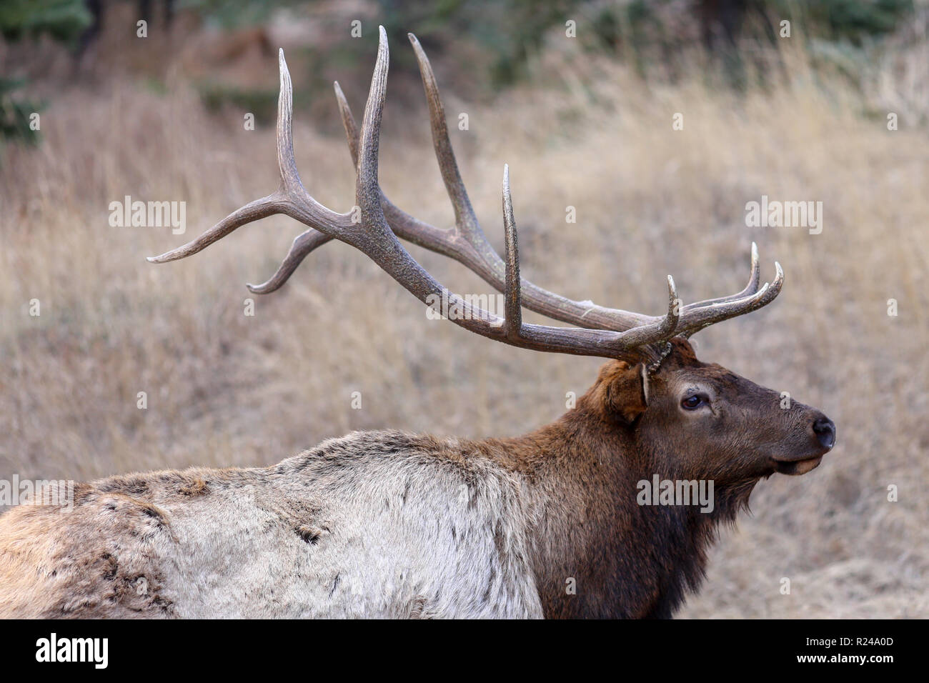 Bull elk closeup of antlers near Estes Park, Colorado Stock Photo Alamy