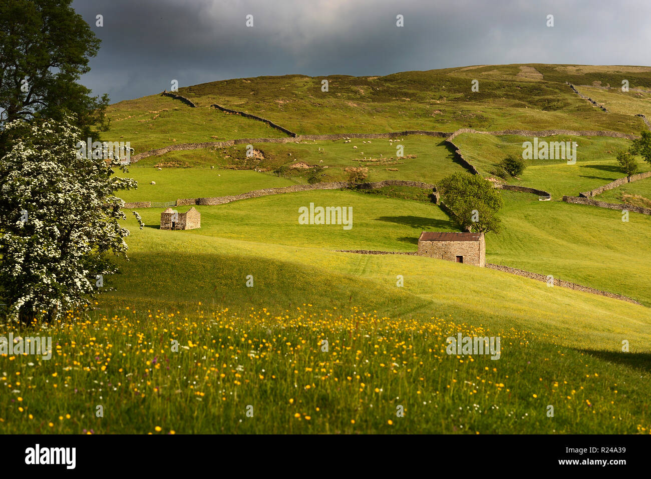 Stone field barns in wild flower meadows, Keld, Swaledale, Yorkshire Dales National Park, North Yorkshire, England, United Kingdom, Europe Stock Photo