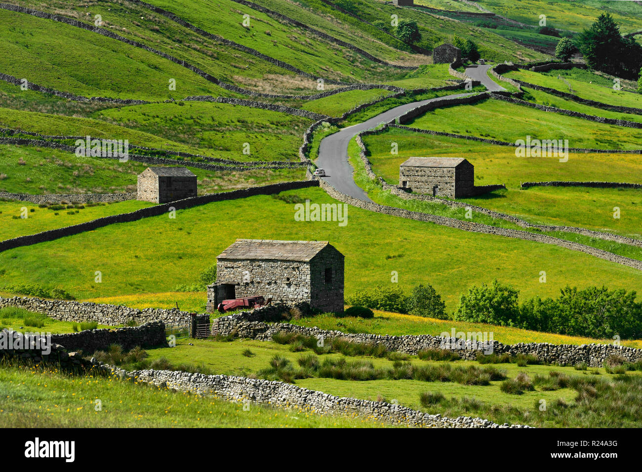 Meadows with field barns, Swaledale, Yorkshire Dales National Park, North Yorkshire, England, United Kingdom, Europe Stock Photo