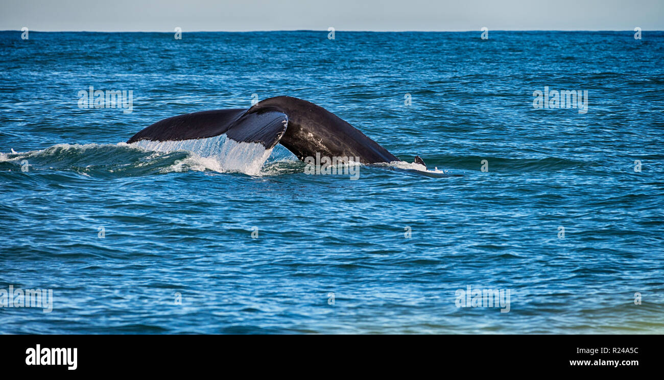 Tail of a whale in Husavik, Iceland Stock Photo - Alamy
