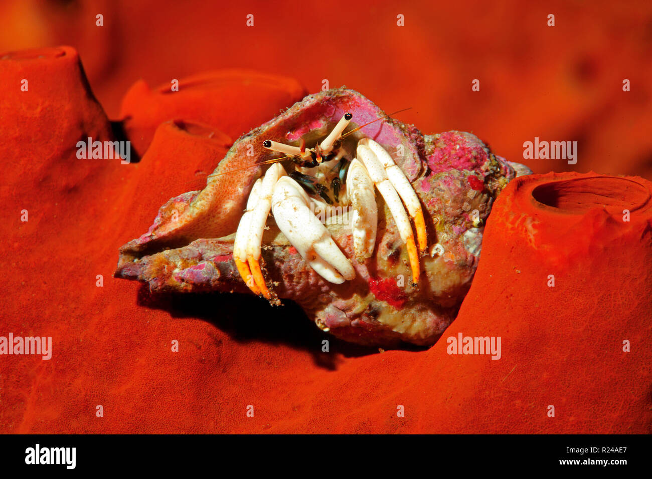 Small white hermit crab (Calcinus minutus) on a red sponge, Sulawesi, Indonesia Stock Photo