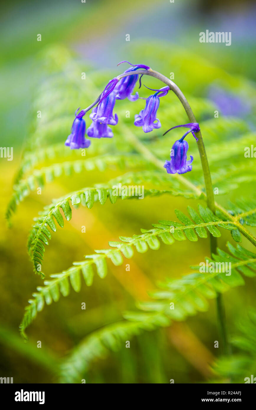 Bluebell in woods at Derwent Water, Lake District, Cumbria, England, United Kingdom, Europe Stock Photo