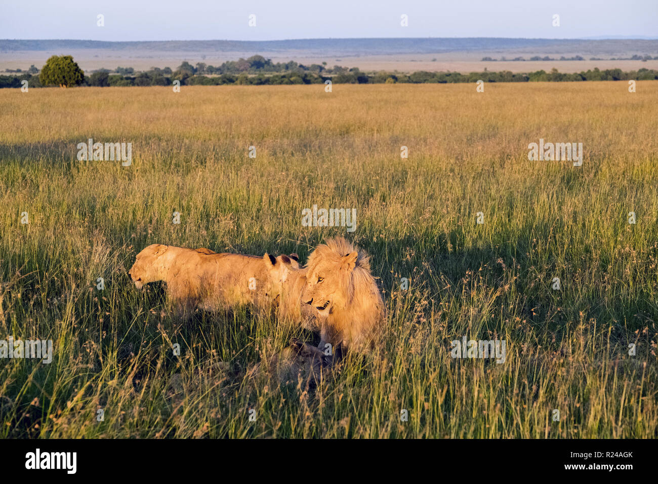 Pride of lions hunting at dusk on safari, Samburu National Park, Kenya, East Africa, Africa Stock Photo