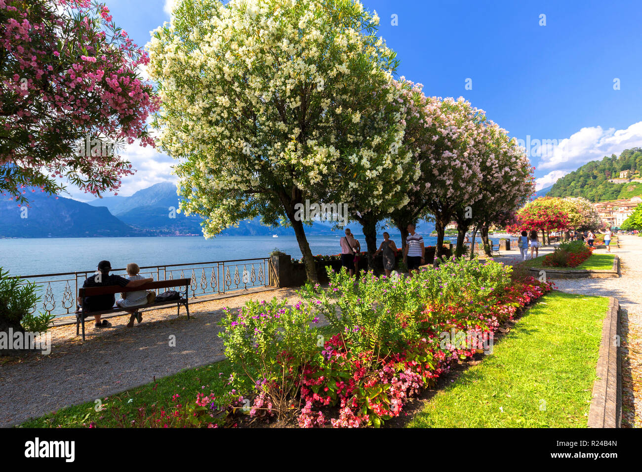 Blooms on the lake side of Bellagio, Province of Como, Lake Como, Italian Lakes, Lombardy, Italy, Europe Stock Photo