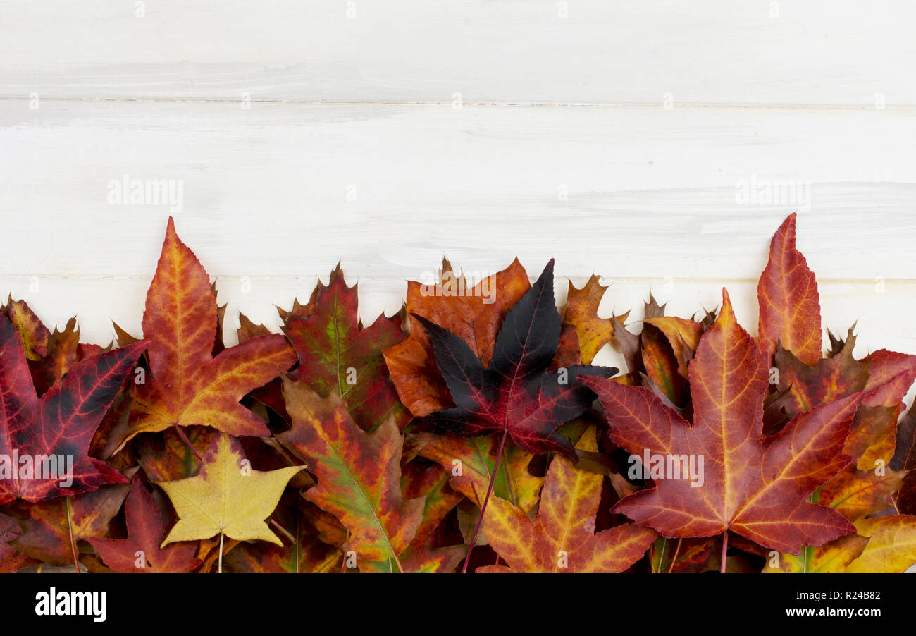 AUTUMN BACKGROUND. FRAME OF COLORFUL FALL LEAVES ON WHITE WOODEN DESK. Stock Photo
