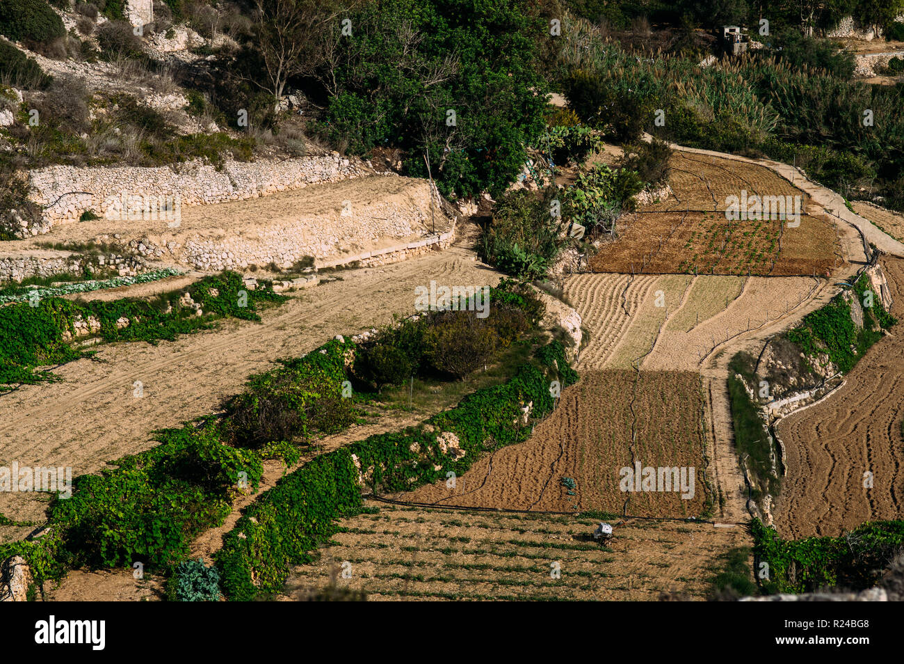 Maltese agriculture hires stock photography and images Alamy