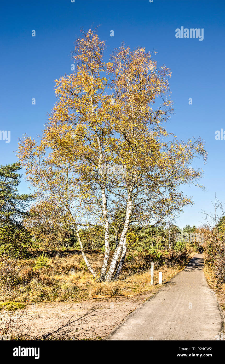 Birch tree with multiple trunks next to a bicycle path through a heathfield near Zundert, The Netherlands Stock Photo