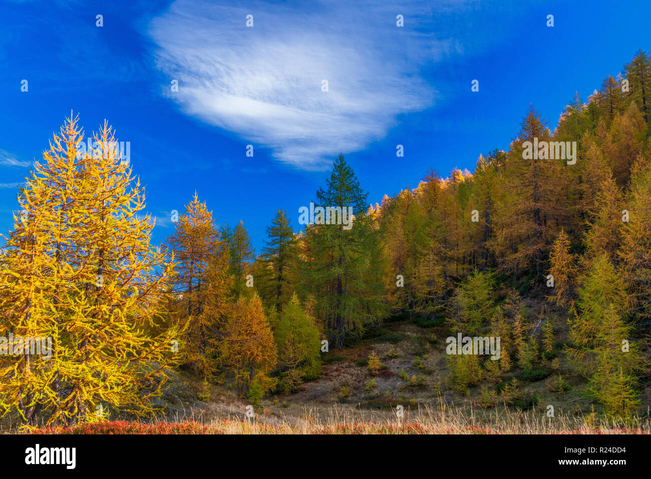 larches forest view in an autumn morning inside Alpe Devero Stock Photo ...