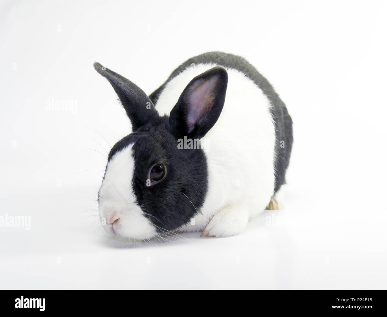 Studio shots of a dutch rabbit Stock Photo