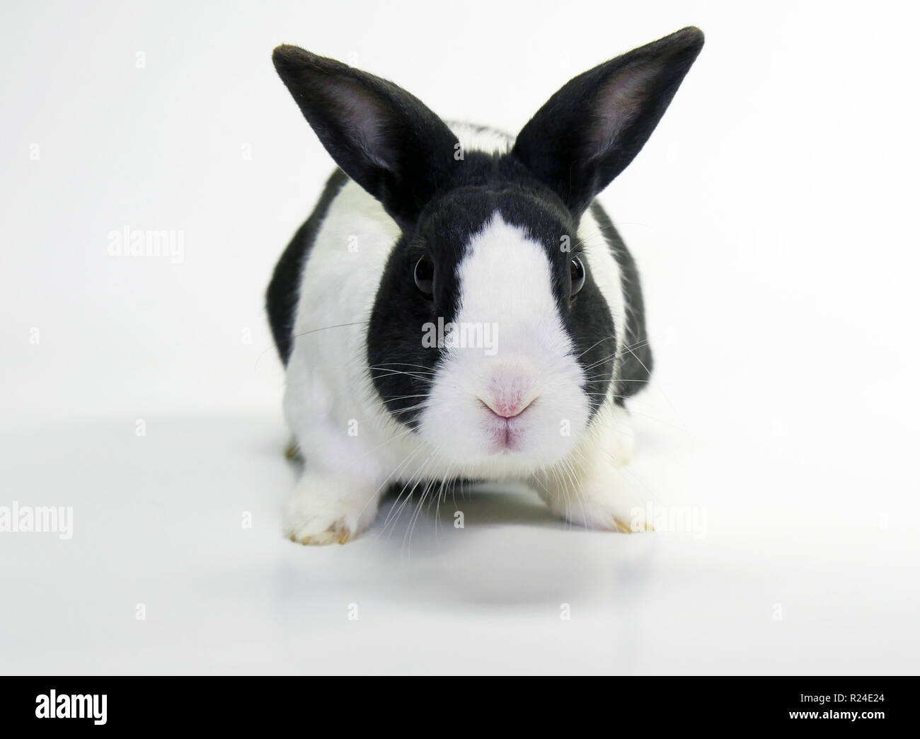 Studio shots of a dutch rabbit Stock Photo