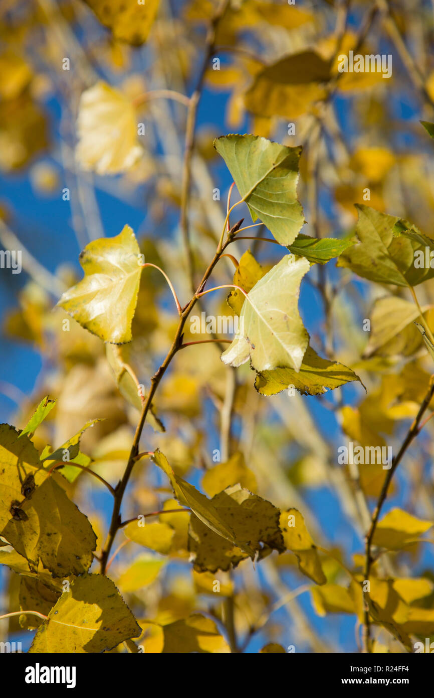 Poplar Tree Leaves High Resolution Stock Photography and Images Alamy