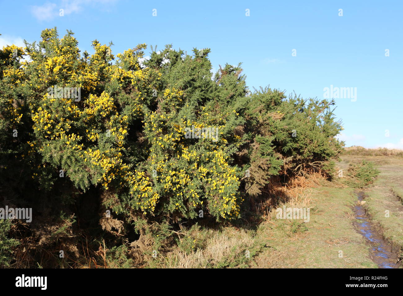 Gauze bush view on Ashdown Forest Stock Photo
