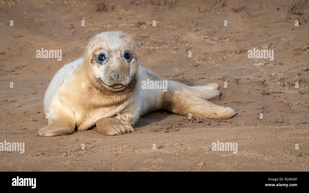 Seal Animal Colour High Resolution Stock Photography And Images Alamy