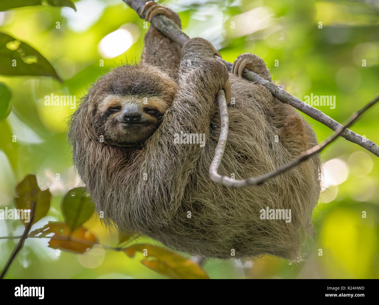 Sloth in Costa Rica Stock Photo
