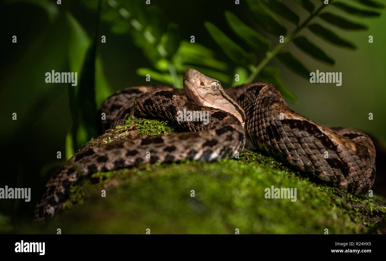 Snake in Costa Rica Stock Photo