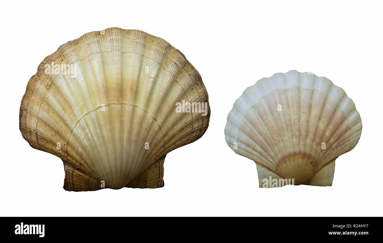 Clam shell , Two clam shell / Isolated white Stock Photo - Alamy
