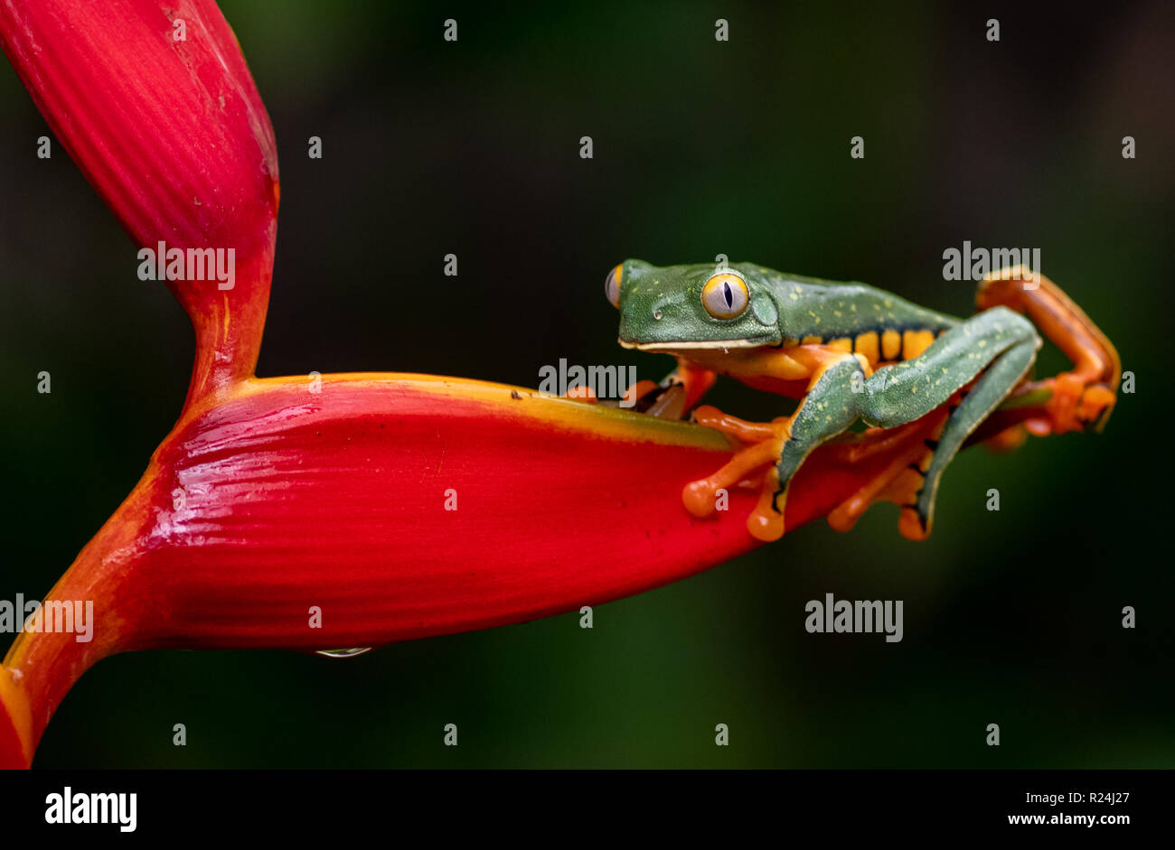 Splendid Leaf Frog in Costa Rica Stock Photo