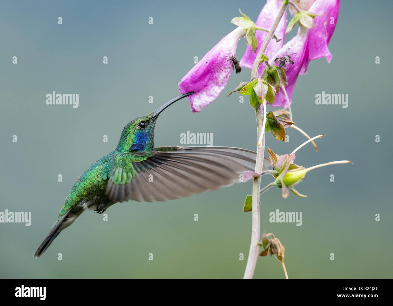 Hummingbird in Costa Rica Stock Photo