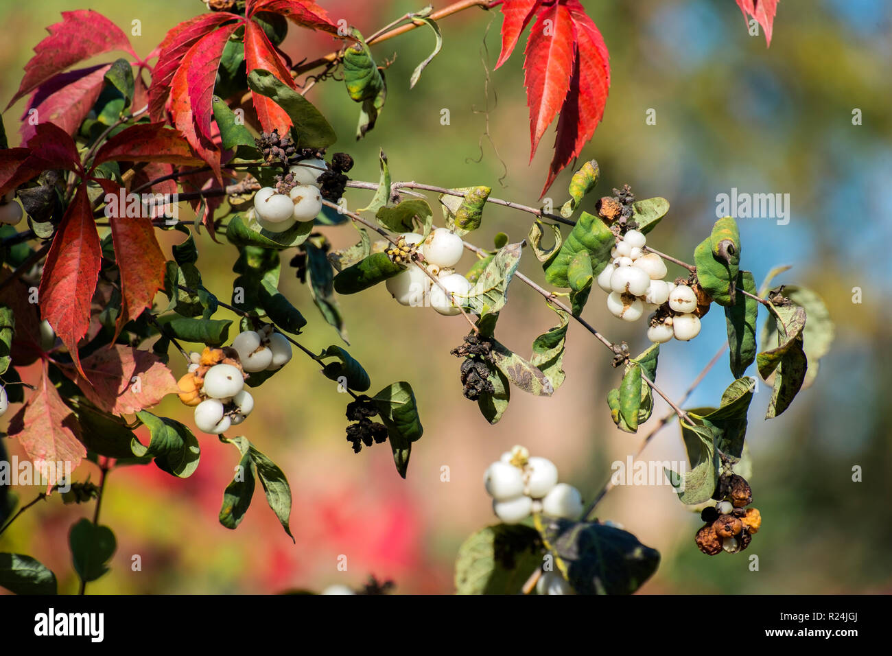 White berries of common snowberry (Symphoricarpos albus) Stock Photo