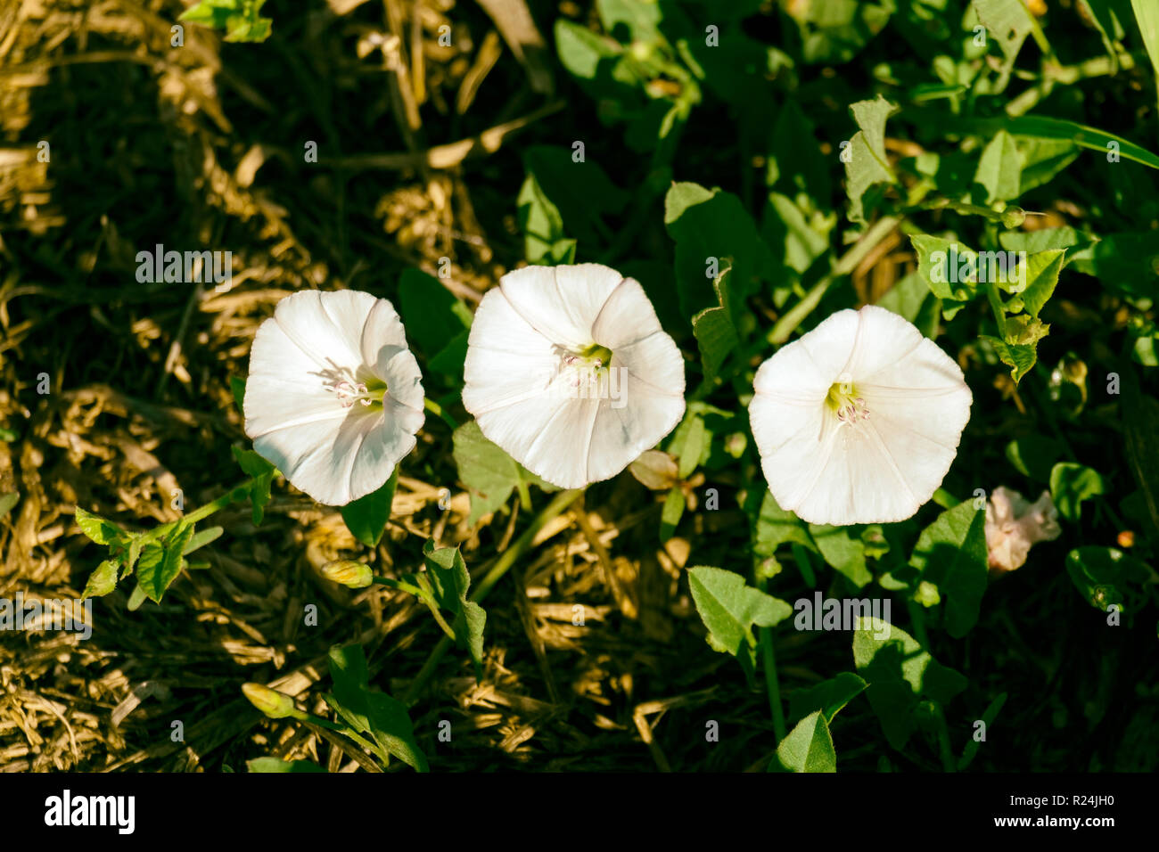 White cone-shaped flowers of hedge bindweed (Calystegia sepium) Stock Photo