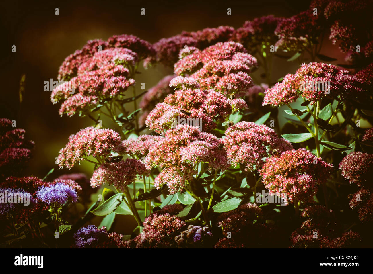 Blooming bush of butterfly stonecrop (Hylotelephium spectabile) Stock Photo